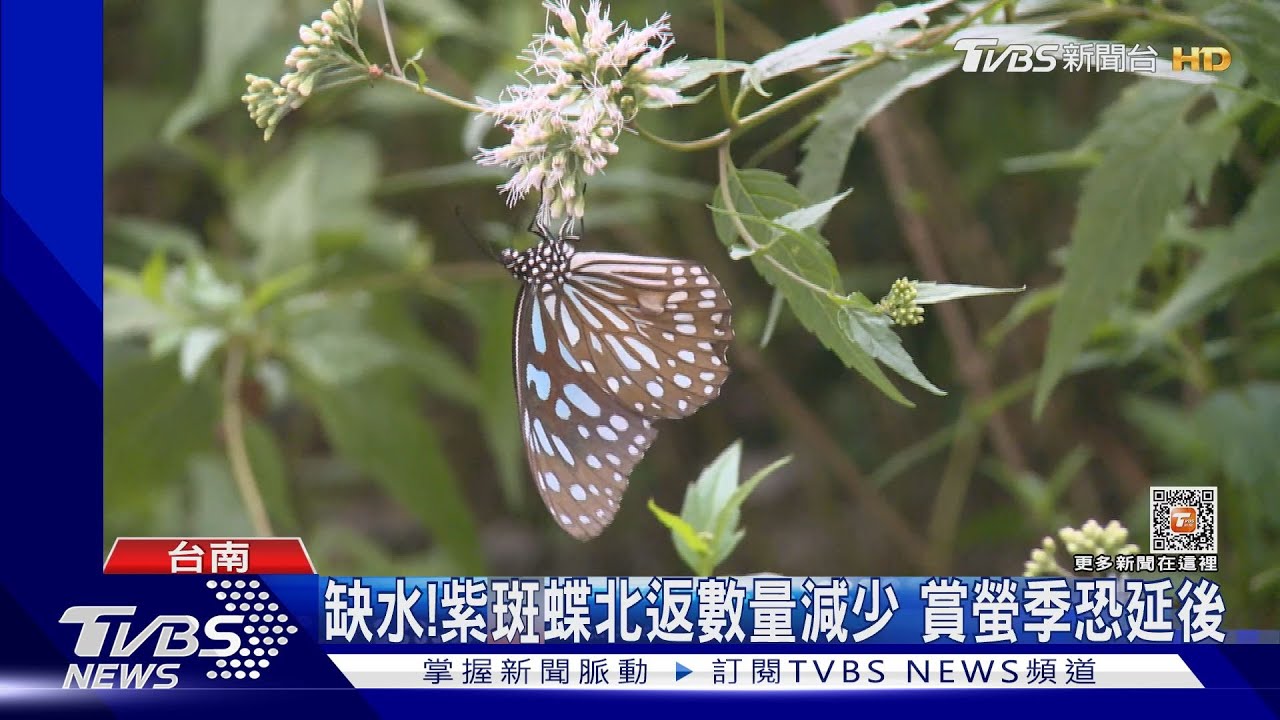 南部缺水!紫斑蝶北返數量減少 賞螢季恐延後