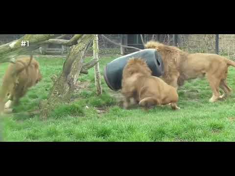 Les Lions, c'est drôle 🤣