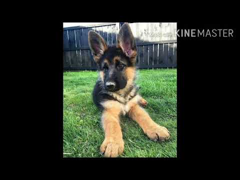 Facts about German shepherd