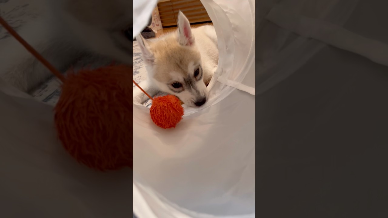 先住猫のおもちゃを噛みまくる赤ちゃんハスキー #シベリアンハスキー #ハスキー #ハスキー犬