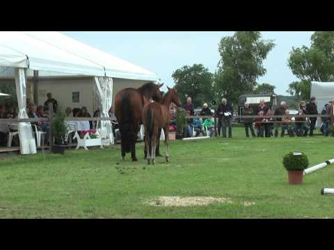 Sudweyher Fohlenschau 2013 - Kat.-Nr. 07