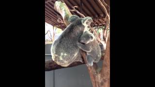 Download lagu Baby Koala Climbs Onto Moms Back mp3
