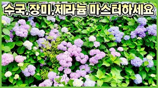 오프라인 수국교육으로 수국키우기 마스터하세요!! 독일카씨의 식물과외