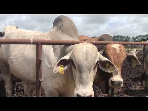 OFERTA DE GADO - JUSSARA GO | FAZENDA ENGENHO DO MOURÃO