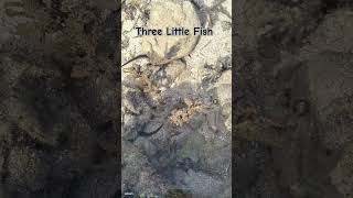 This three tiny fish stole my heart❤️ #cutefishes #littlefish #seacreatures