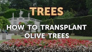 How to Transplant Olive Trees