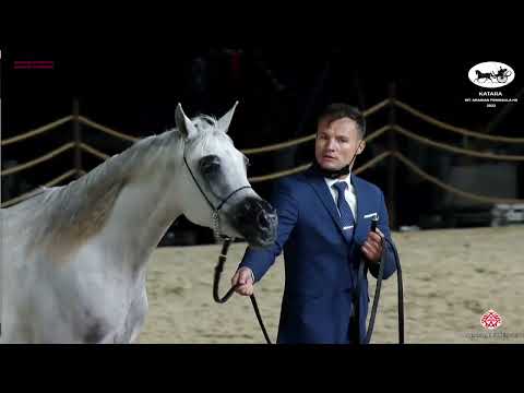 N 69 NOOF AL JASSASIYA   Katara Int  Arabian Peninsula Horse Show 2022   Fillies 2 Years Old Class 2