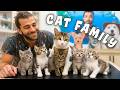 ANNE KEDİ VE 5 YAVRUSU! 😍 (50 Günlük Yavru Kediler Aile Arıyor!!) DEFAULT Thumbnail