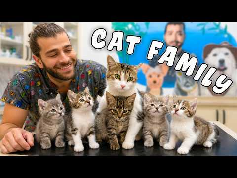 Mama Cat & 5 Kittens! 😍 Looking for a Loving Home!