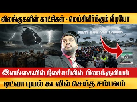 இலங்கையில் டயர் ட்யூபில் மக்கள் செய்த காரியம் என்ன? Animals videos மெய்சிலிர்க்கும் Ditwah NEWS SEA