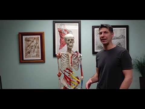 Rotation by Internal and External Obliques