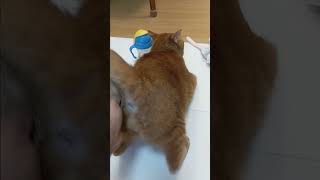 Download lagu #cat #views #automobile #viral #shorts #youyubeshort  #funnycats #funny #cute #youtuber mp3