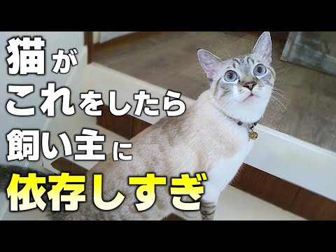 依存している猫 - 症状と解決策