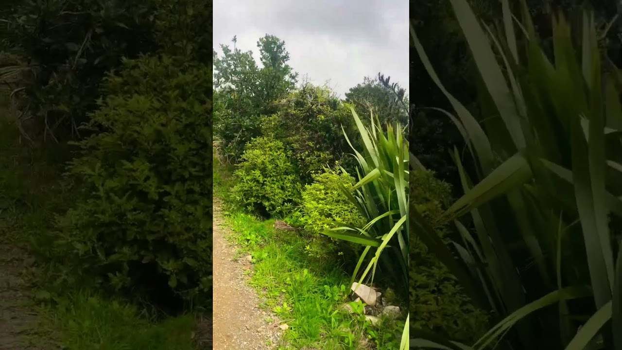 YouTube Short thumbnail