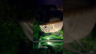Download lagu My Giant Silver Arowana mp3 Download lagu My Giant Silver Arowana mp3
