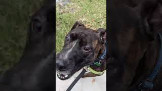 Video preview image #1 Mutt Puppy For Sale in Pompano Beach , FL, USA