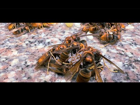 Giant wasps at Vajreshwari Temple #giant wasps #vajreshwari #nagarkot #kangra