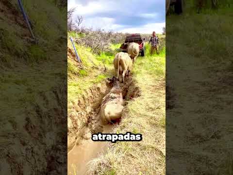 Esta cerca no cede con la lluvia y protege a su vacas