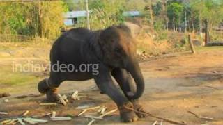 The way to Kaziranga National Park, Assam 