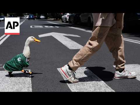 Duck wearing a Mexico jersey goes viral during the World Cup