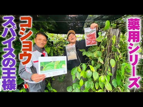 薬用植物としてのショウガ:応用と効果 植物