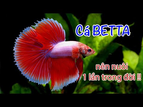 Cá Betta - Những kiến thức cơ bản (có thuyết minh)