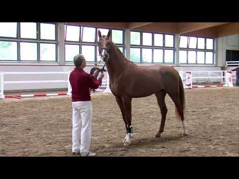 66. JH v. Limasol - Colman (Körkollektion SDB 2013)