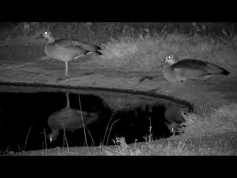 Djuma: Intruder Geese at pan and Scrub Hare - 00:41 - 09/27/2022