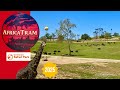 4K Hop On The Wild Side With The Africa Tram At The San Diego Zoo Safari Park