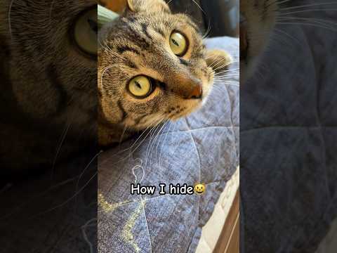 😺😺😺 #catlife #terry #cat #terrylife #georgia #funny #batumi #batumicat #cuteanimal #cutecat