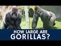 How Big Are Gorillas And Are Silverbacks The Largest Primates