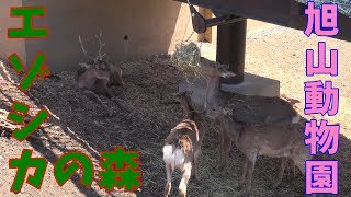 旭山動物園　エゾシカの森
