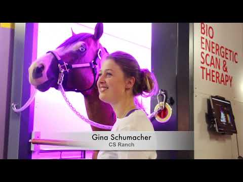 Gina Schumachers Stute ist nun wieder gelassener und besser zu reiten
