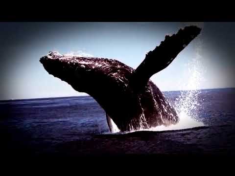 5 Megalodon Caught on Camera & Spotted In Real Life! HD 2018