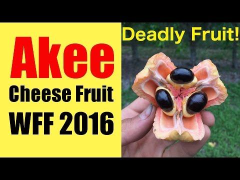 Akee, Cheese Fruit at WFF 2016