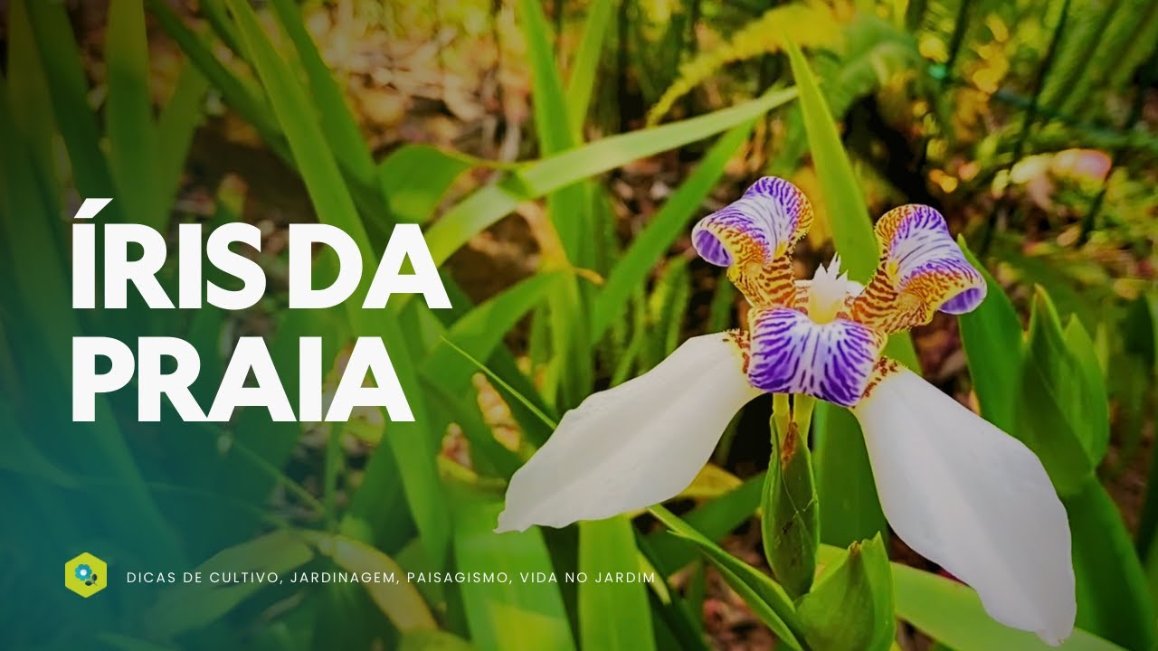ÍRIS DA PRAIA - SIMPLICIDADE e ELEGÂNCIA para QUALQUER ESPAÇO VERDE