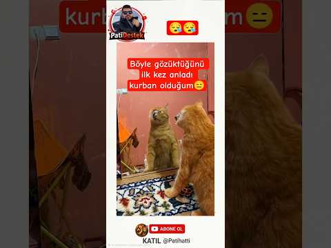 Böyle gözüktüğünü ilk mez gören patili dostumuz😐