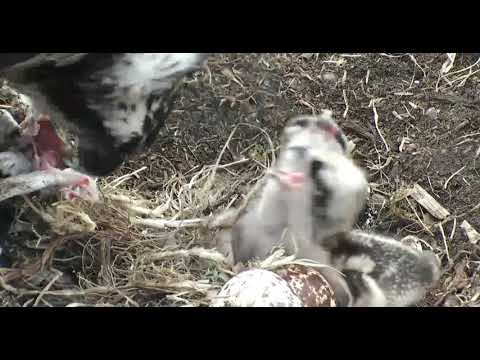 ~ Glaslyn Ospreys - Rybołowy - KARMIENIE PRZY SILNYM WIETRZE ~ 22/05/2020