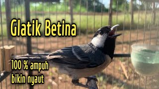 Download lagu glatik betina memanggil jantan - pancingan agar gelatik batu ikut bunyi - perawatan glatik batu mp3 Download lagu glatik betina memanggil jantan - pancingan agar gelatik batu ikut bunyi - perawatan glatik batu mp3