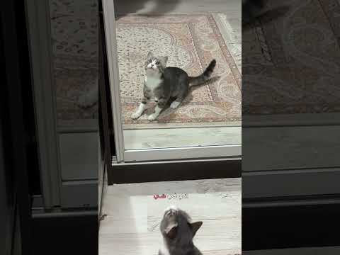 ردة فعل قطوس لما شافت نفسها 😹 | #دبلجة_مضحكة #اكسبلور #السعودية #دوبلاج #mrkingo #shorts