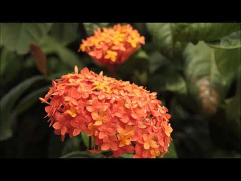 Sabakoe Live  - Motjo Poku Time