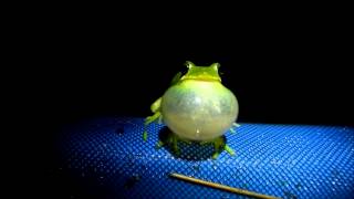preview picture of video 'Hyla cinerea calling'