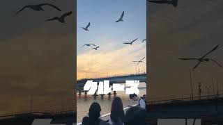 ＼保存必須／韓国行ったら絶対体験してほしいサンセットandかもめのクルーズ船！🥺👇#韓国旅行 #韓国グルメ #ソウル旅行 #韓国カフェ #明洞グルメ #韓国トレンド #travel #海外一人旅