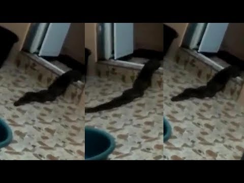 Real life swamp monster crawls slithers across the floor and....?