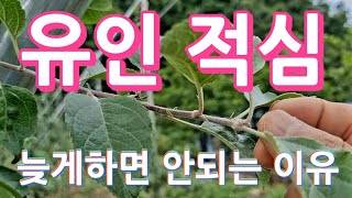 유인 적심 늦게하면 안되는 이유