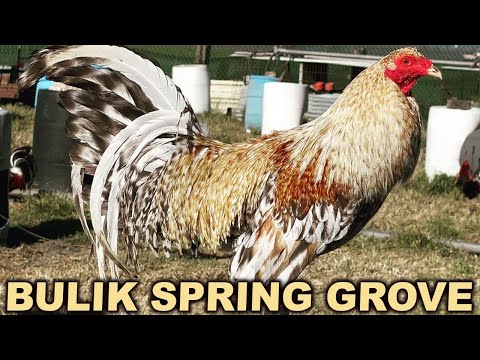 CALIFORNIA !! Bulik Dom Hennie Grey SPRING GROVE FARM