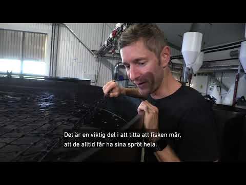 Gårdsfisk - Årets klimatbonde 2020