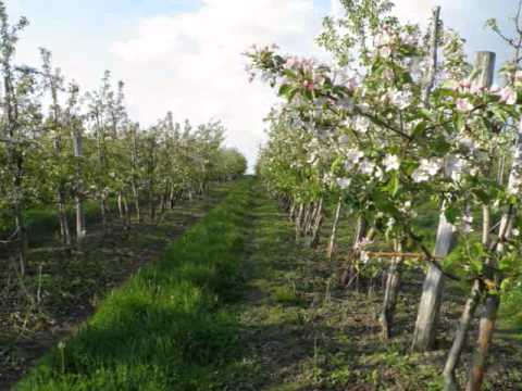 Stanislaw Niewiadomski "Piesn Wiosenna" Sopran Jolanta Sipowicz