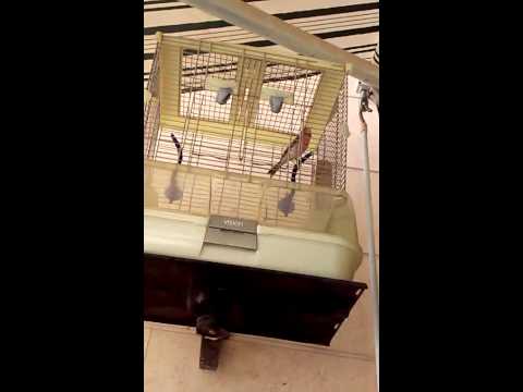 הכנר של יובל