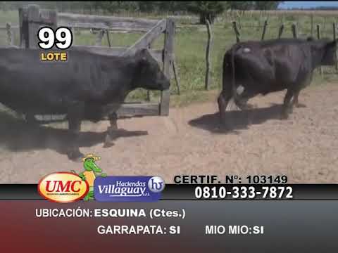 Lote 30 Vacas en Esquina, Corrientes